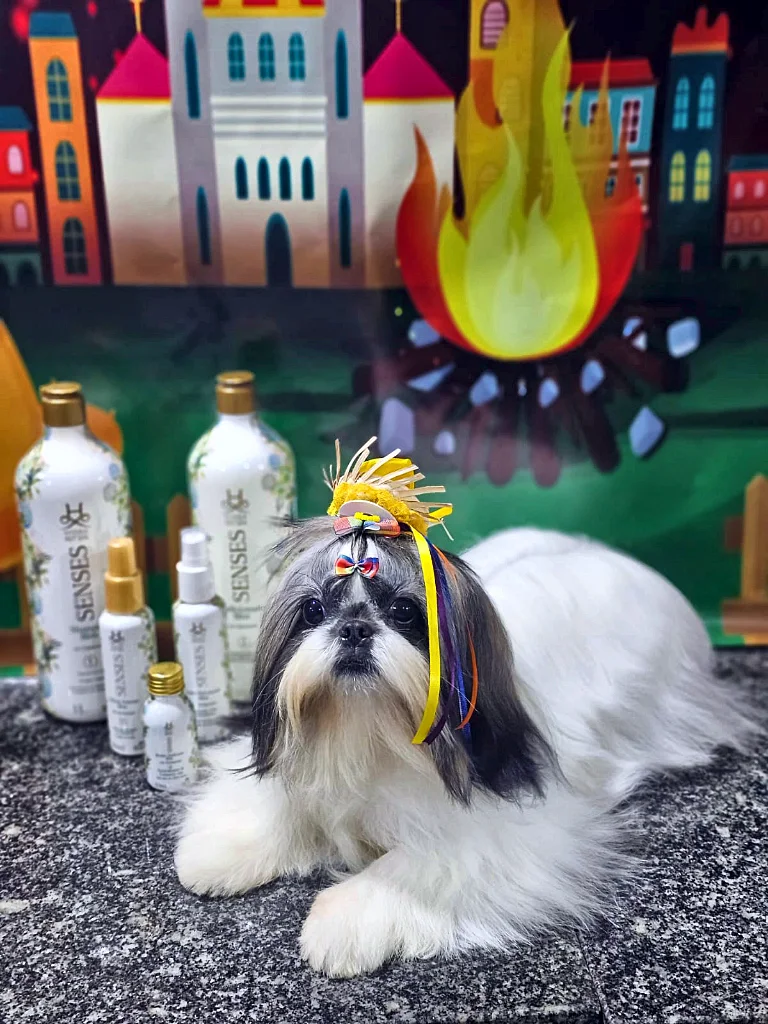Shih Tzu branco e preto de pelo longo com laço amarelo deitado ao lado dos produtos