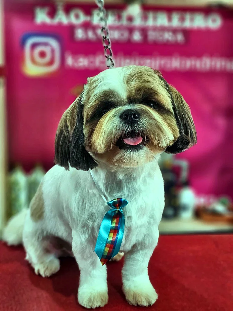 Shih Tzu com tosa bebê e gravatinha azul-turquesa na frente do painel do Kão-Beleireiro